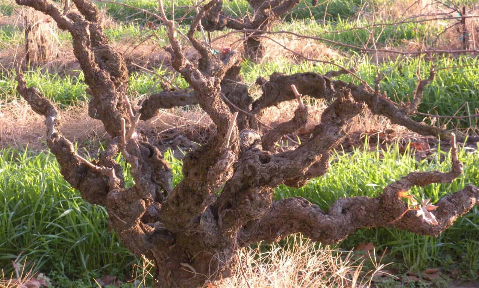 Peirano Zinfandel Old Vines Image